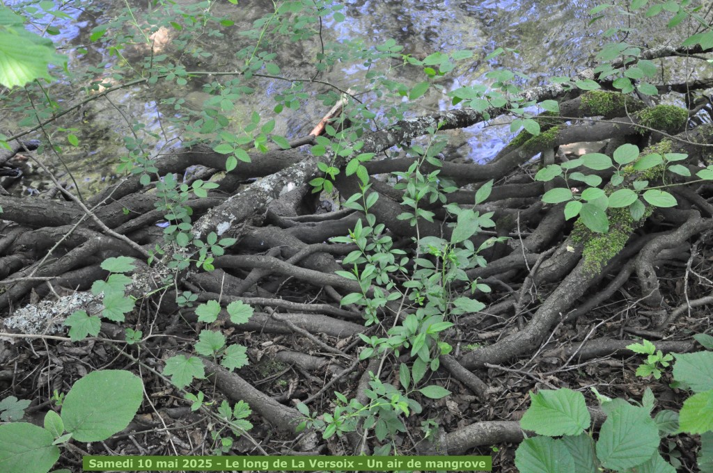 Mycolacote - La Versoix - 10 mai 2025 (26)