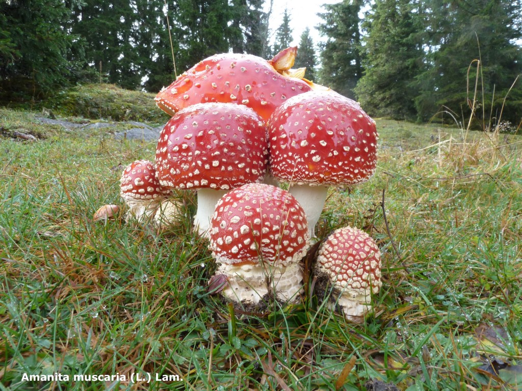 Amanita muscaria (1)