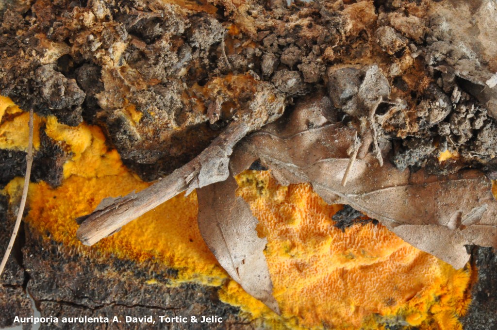 Auriporia aurulenta - Macro - Aigle - 10 (3)