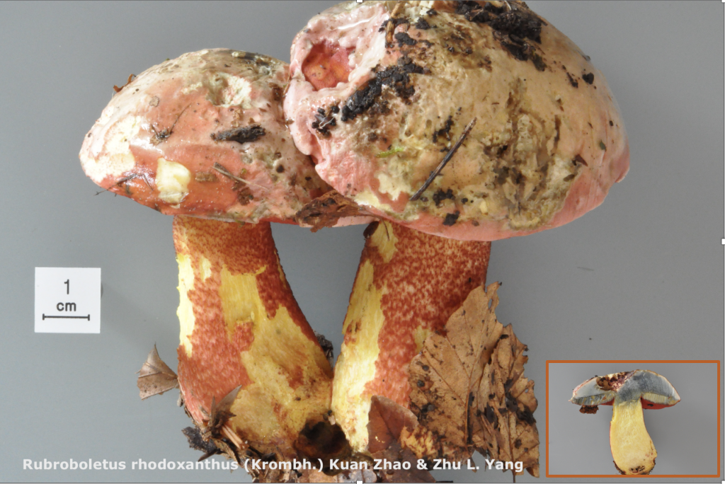 Capture d’écran 2025-09-14 à 14.47.15