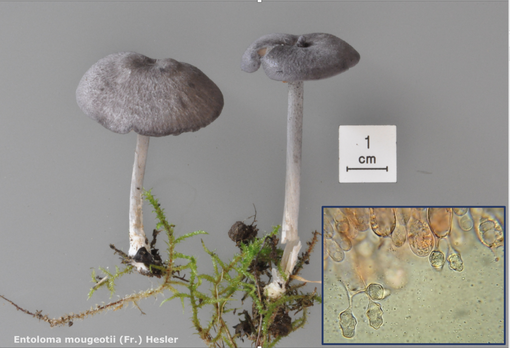 Capture d’écran 2025-09-14 à 15.04.36