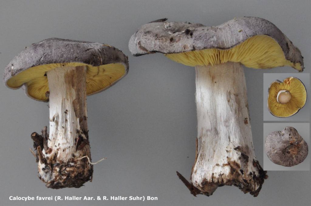 Capture d’écran 2025-10-27 à 10.27.23