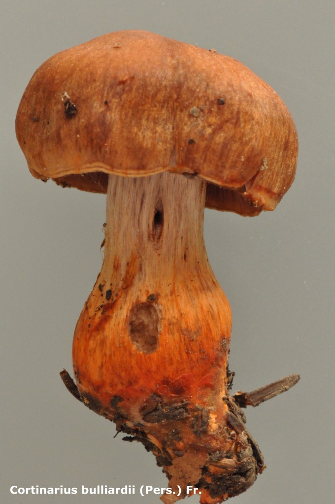 Cortinarius bulliardii - Macro - Leg FMo - 9.22
