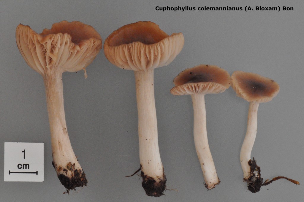 Cuphophyllus colemannianus - Bassine - 10 (2)