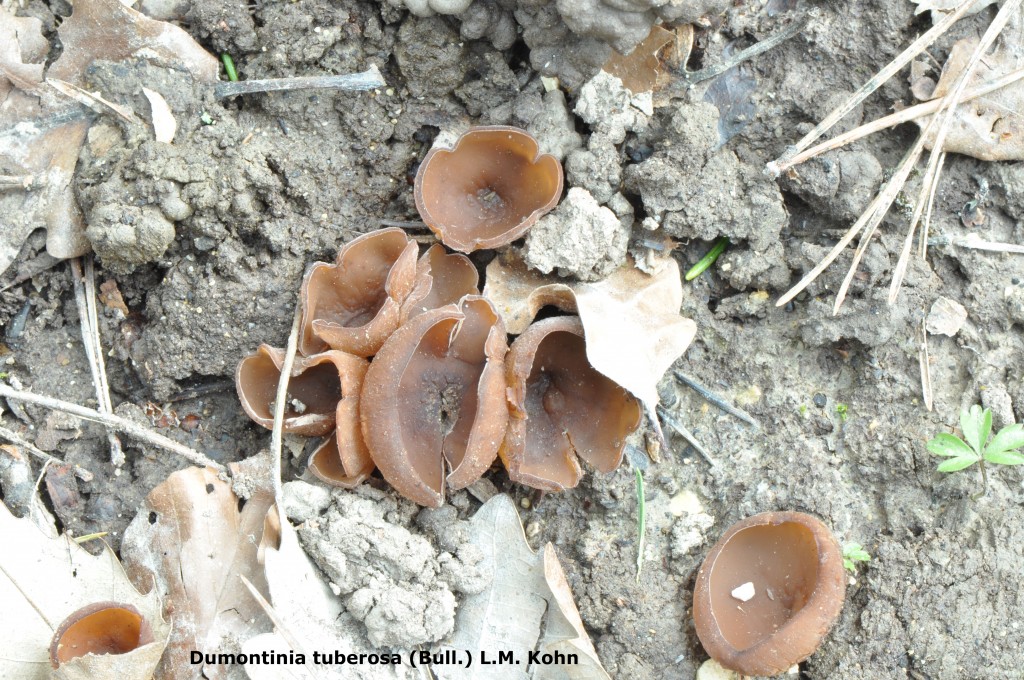 Dumontinia tuberosa - Lussy-s-Morges - 4.2016 (2)