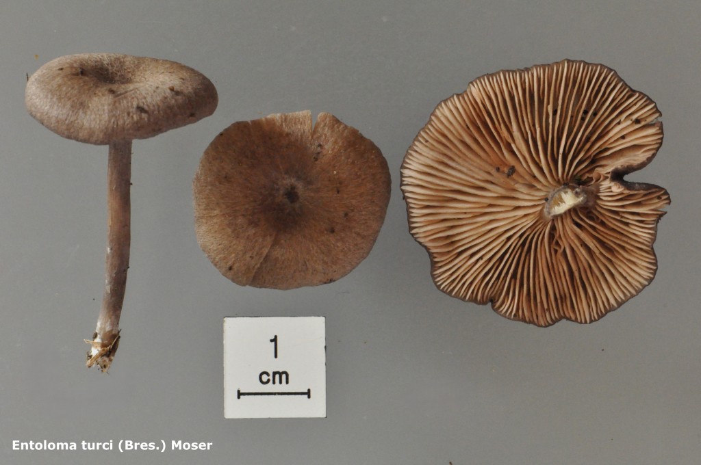 Entoloma turci - Macro - Golf - 10. 2019 (2)