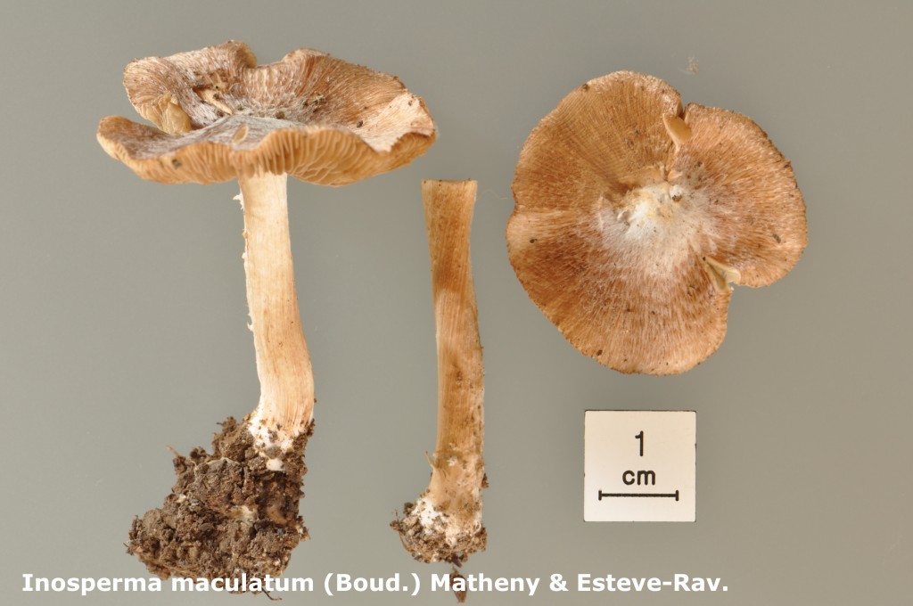 Inocybe maculata - Macro - B. Cour - 9 (5)