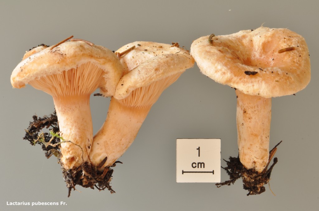 Lactarius pubescens - Macro - Le Sentier - 10 (1)