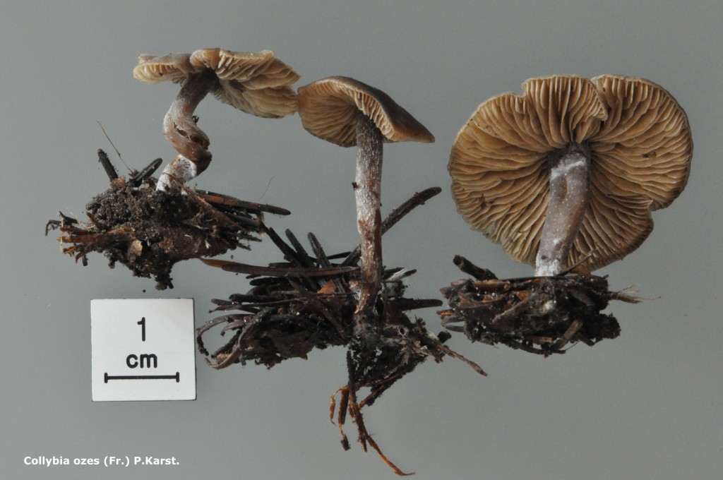 Lyophyllum ozes -  Macro - M. Paudex - 10 (3)