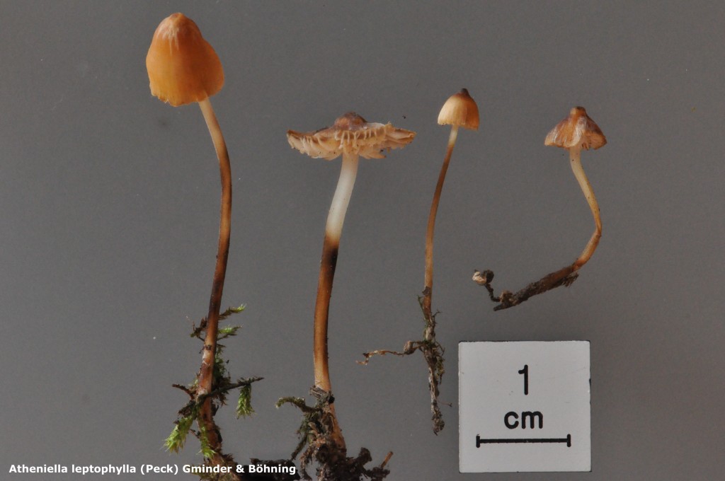 Mycena leptophylla - Macro - Berolle - 11 (2)