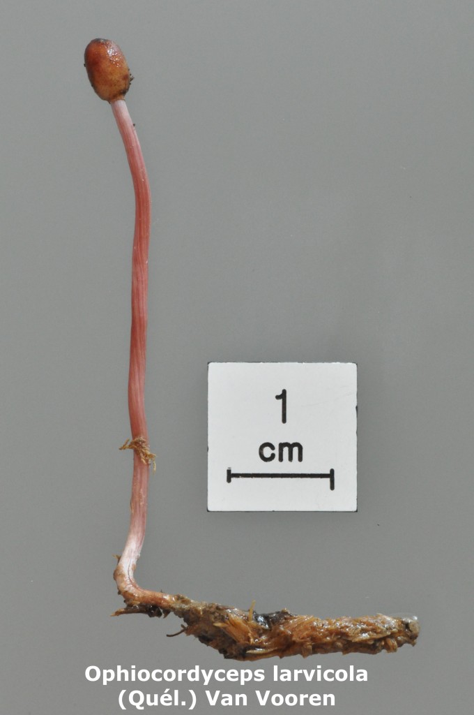 Ophiocordyceps larvicola - Macro - Legs FloM - Bois de Chancy - 5 (1)