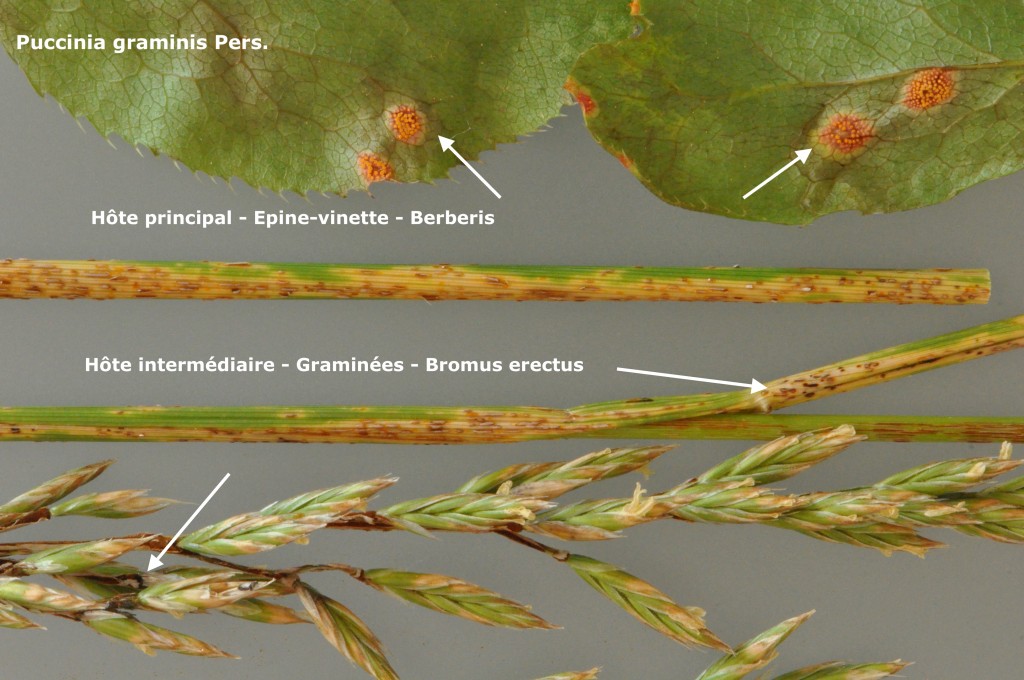 Puccinia graminis - Macro - 2 hôtes de la rouille - 6 (4)