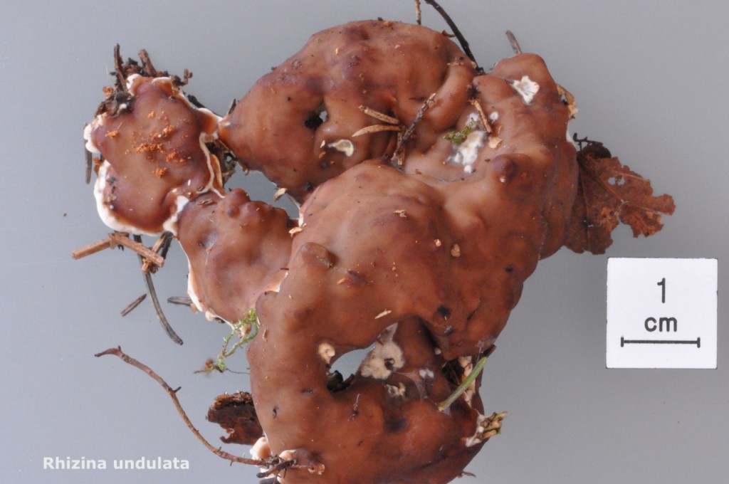 Rhizina undulata - Macro - Sagne Sentier - 9 (2)