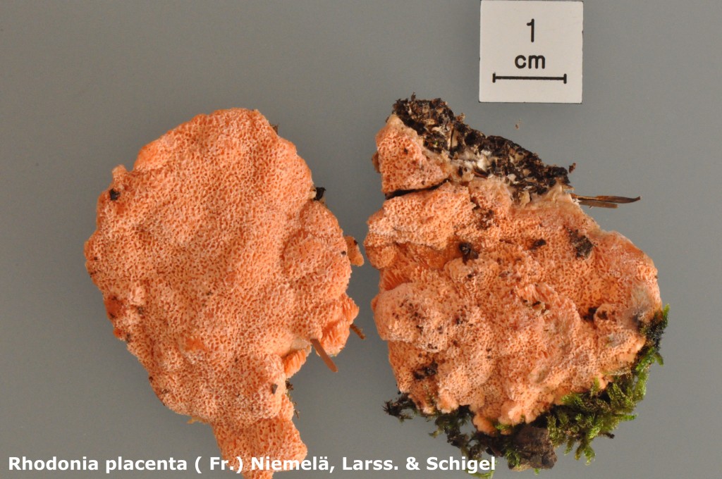 Rhodonia placenta - Macro - Legs AMHug - Burtigny - 9 (4)