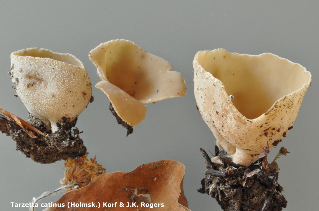 Tarzetta catinus - Macro -  Bois Masson - 5 (7)