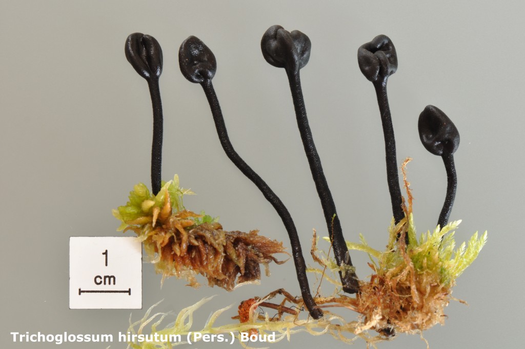 Trichoglossum hirsutum - Macro - Legs FMo - 9.23 (1)