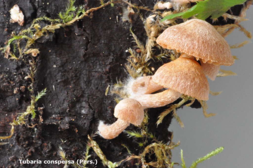 Tubaria conspersa - Macro - Sagne Sentier - 9 (18)