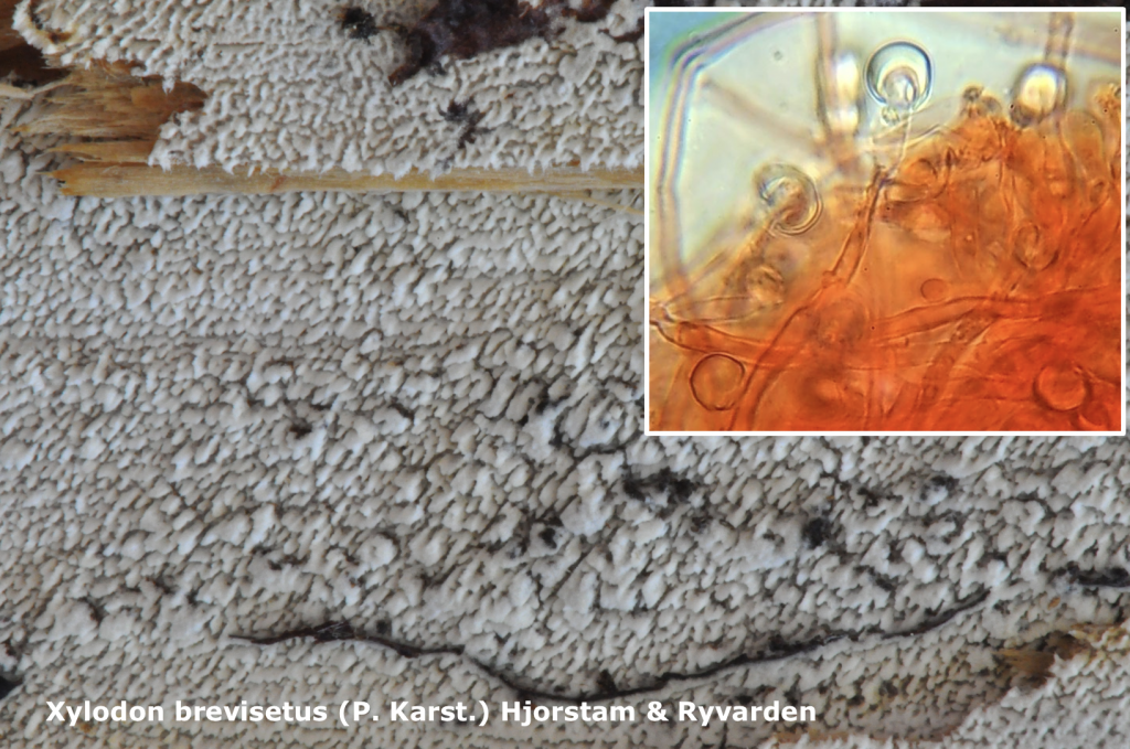 Capture d’écran 2025-05-25 à 12.58.41