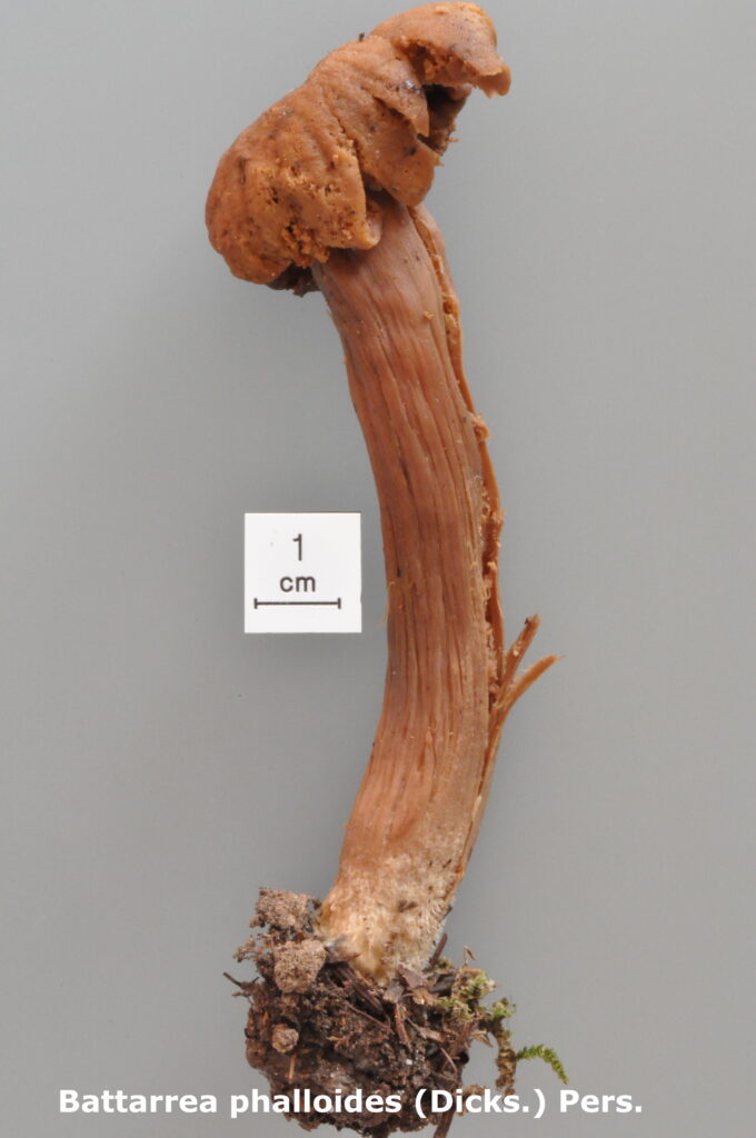 Battarrea phalloïdes